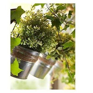 Chive - Set of 6 Frost